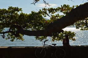 girl near the bike under the tree