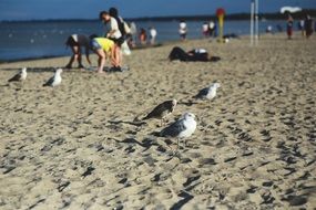 seagulls on the beach