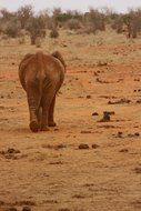 cute young elephant in Kenya