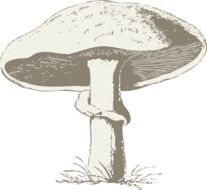 graphic image of a poisonous mushroom