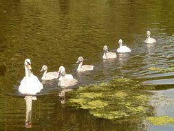 Cute, white swan family on the pond