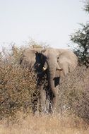 elephant bull, botswana, africa