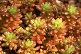 succulent is a plant with water