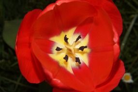 opened red tulip flower with black pistils