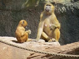 monkey barbary family