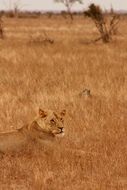 lion family relaxing in wild africa