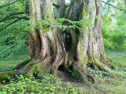 old tree trunk in forest in germany, bavaria