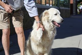 big retriever with its owner