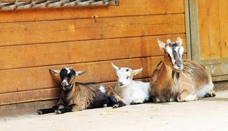 the goat family lies near the wall