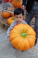 little asian boy holds big pumpkin