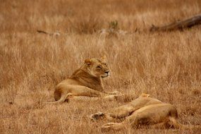 lion family in Kenya