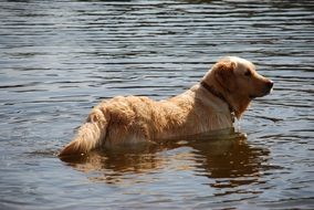 dog bathing in water