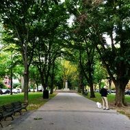 a man with a dog walks along a green alley in the park