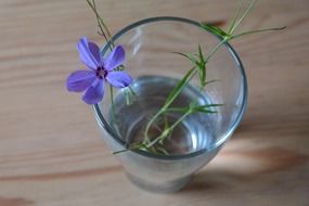 blue meadow flower in a glass