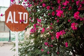 road sign near a bush of pink flowers