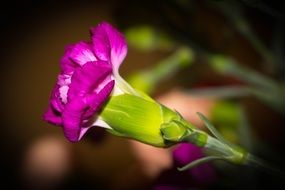 bud of purple unusual carnation