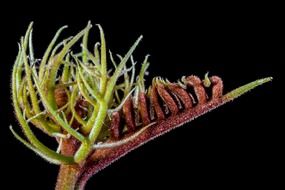 young hairy leaves closeup