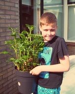 Boy is engaged growing of potatoes in the garden