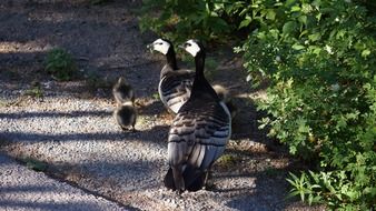barnacle geese family