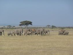 wildlife elephants in nature,Africa