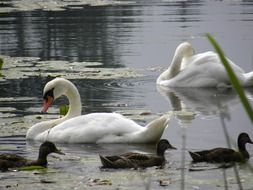 a family of ducks and a family of swans swim in a pond