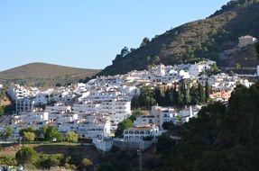 village by the hill with white trees