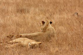 family of wild lions