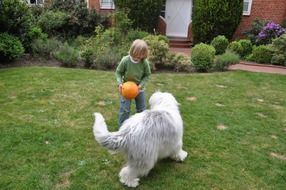 Child playing in the front yard with a ball and a dog