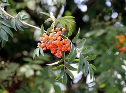 orange bunch pyracantha on a branch close-up on blurred background