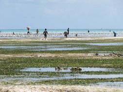 people on the coast in zanzibar