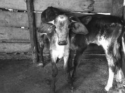 two calves in corral