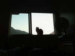 fluffy cat sitting on the windowsill