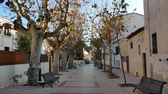 street trees