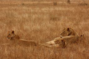 Safari in Kenya