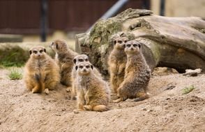 Cute family of meerkats