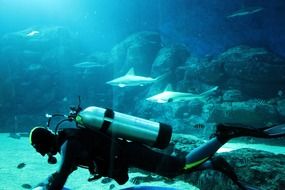 a diver at the bottom of the aquarium