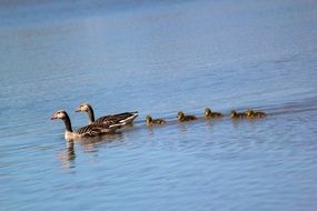 wild geese family