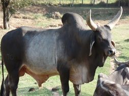 zebu, humped cattle, bull