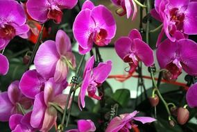A lot of the purple orchid flowers
