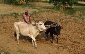 farmer plows field with two axes, india, karnataka