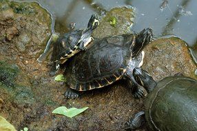 family of turtles on a stone on the shore of a pond