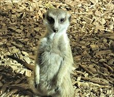 Mongoose in a park in Canada