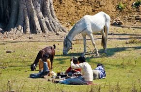 People relax on the background whote horse and goat
