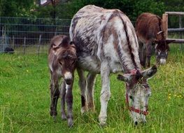 Colorful donkeys on the colorful meadow