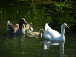 Geese family is swimming