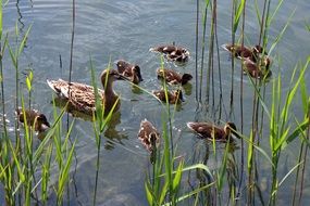 duck with ducklings on the pond
