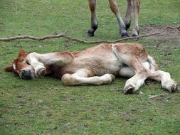 the foal sleeps peacefully