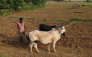 farmer with oaxes on field, india, karnataka