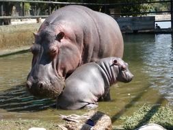 Family of cute hippos in zoo