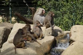 baboons family in zoo